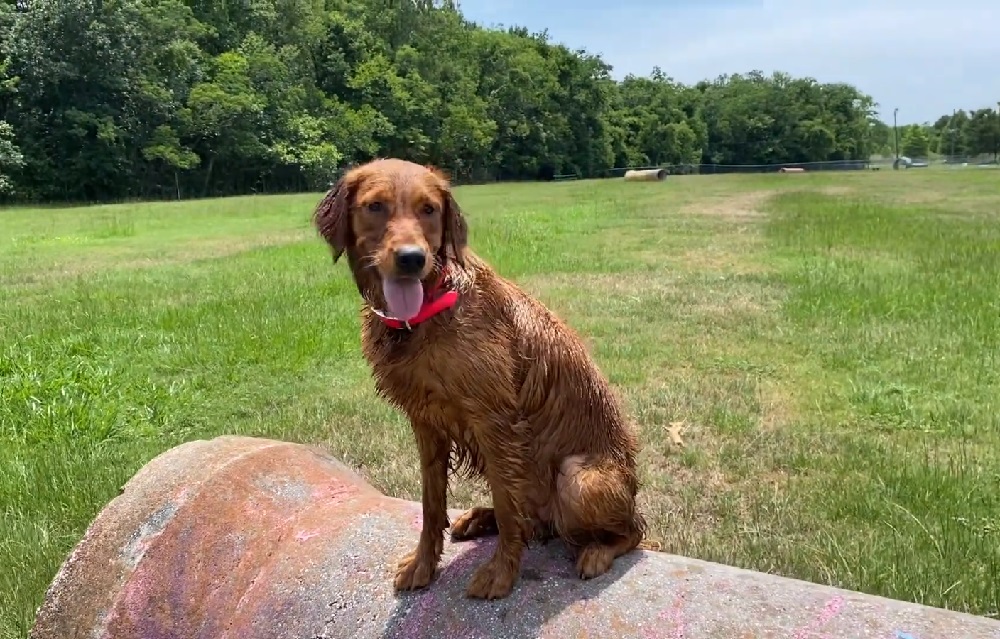 tipi di golden retriever
