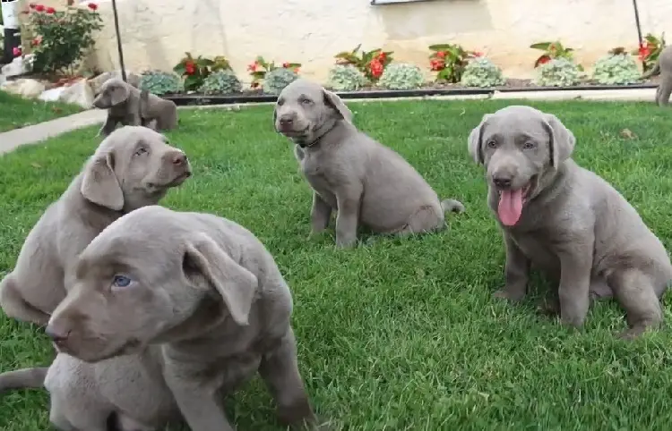 labrador argentato