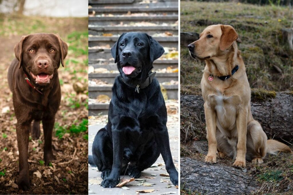 labrador diversi cappotti