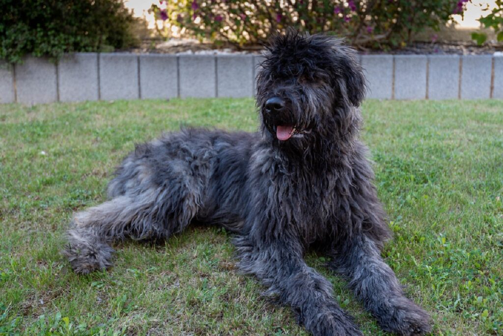 razze di cani da bestiame di grossa taglia
