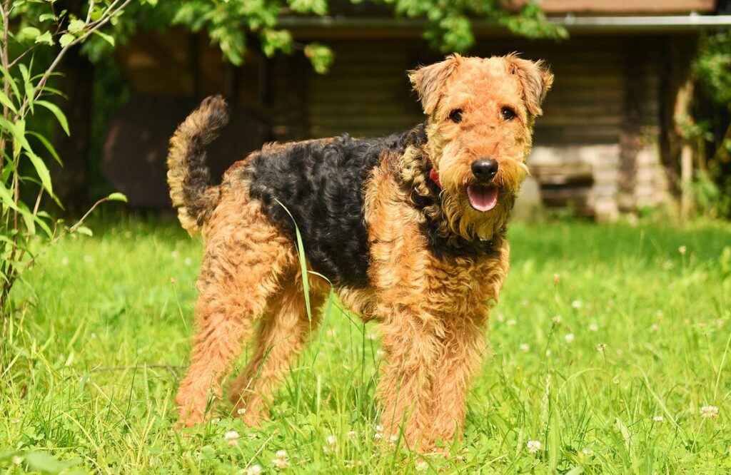 razza di cane di grossa taglia
