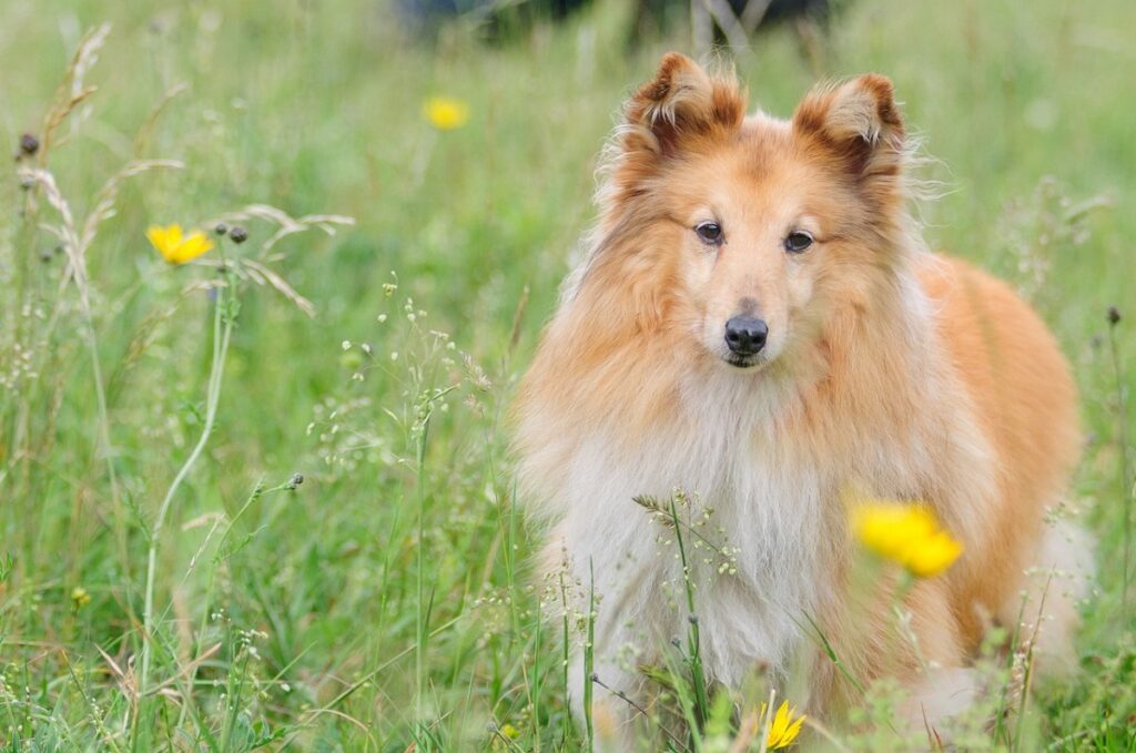 il cane di grossa taglia alleva i capelli lunghi
