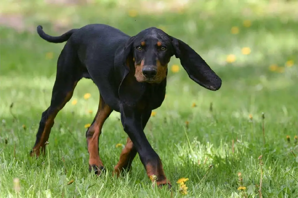 razze di cani da caccia di grandi dimensioni