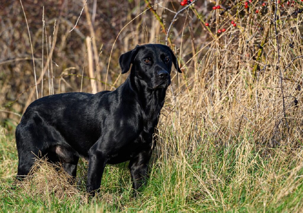 razze di cani da caccia di grandi dimensioni
