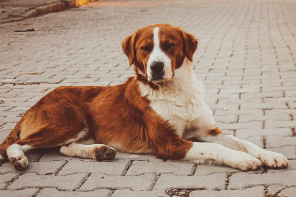 cani italiani di grossa taglia