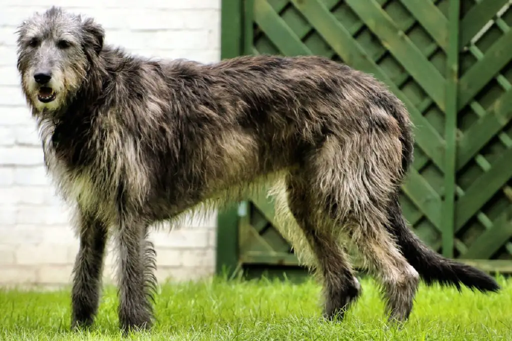 la più grande razza di cani da caccia
