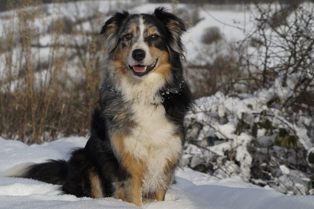 razze di cani di grandi dimensioni
