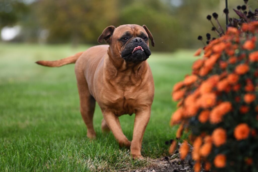 razze di cani più pigri
