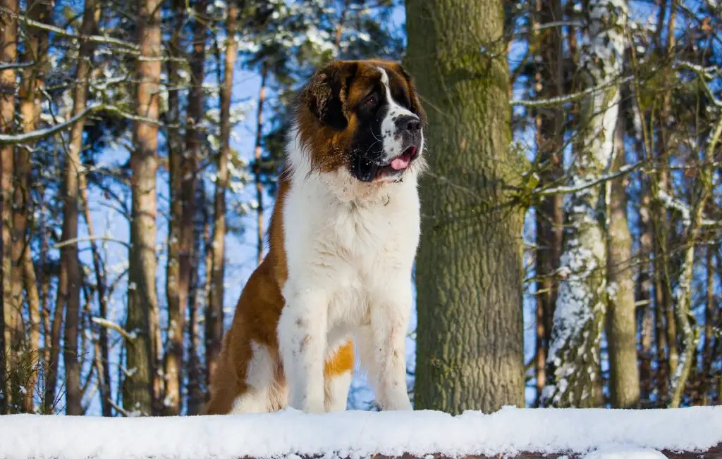 razze di cani pigri di taglia media
