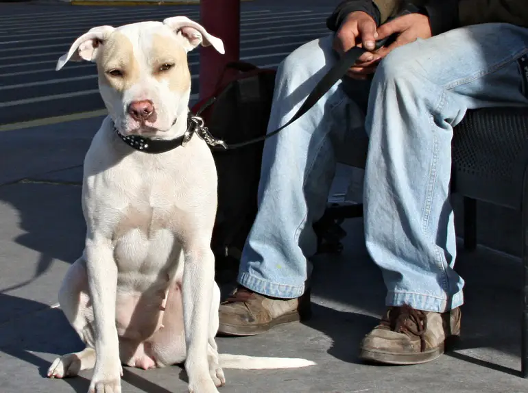 Dati sul rapimento di cani da parte dell'American Kennel Club