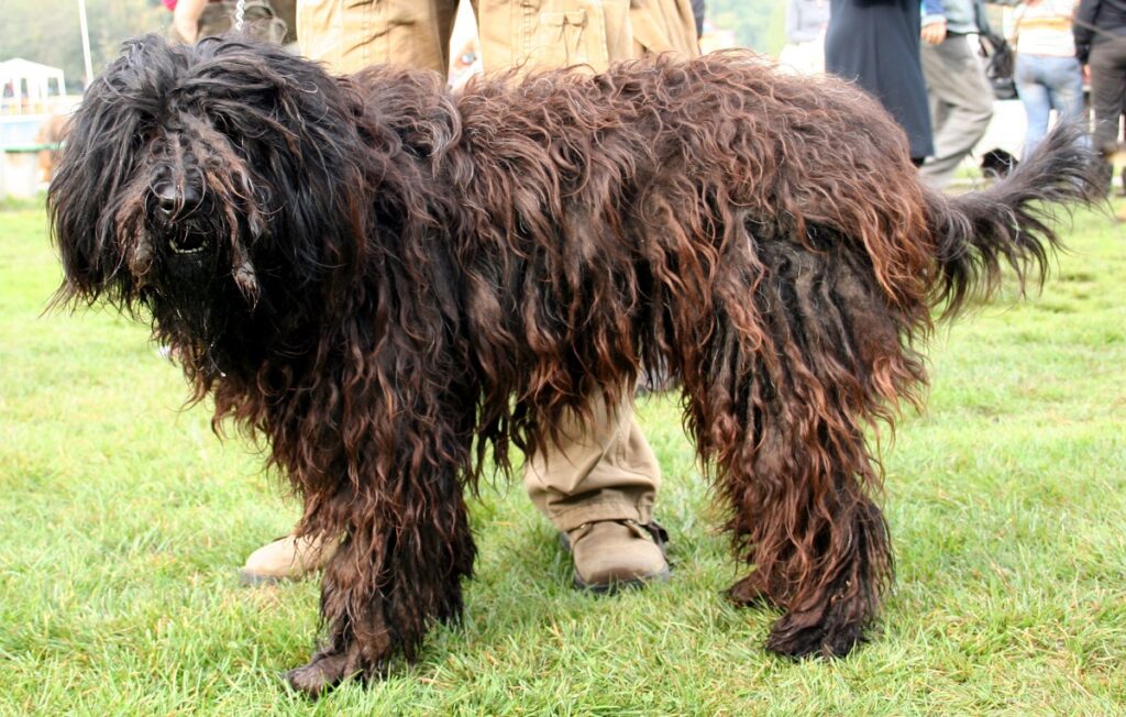 cane dal pelo lungo
