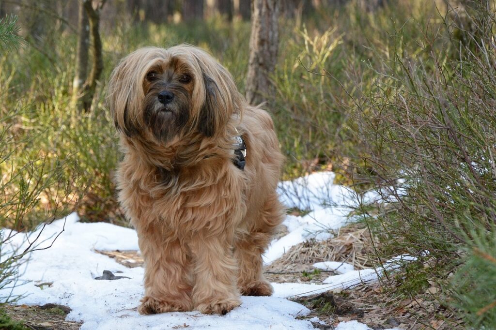 terrier a pelo lungo
