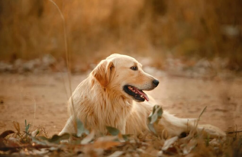 Golden Retriever a pelo lungo
