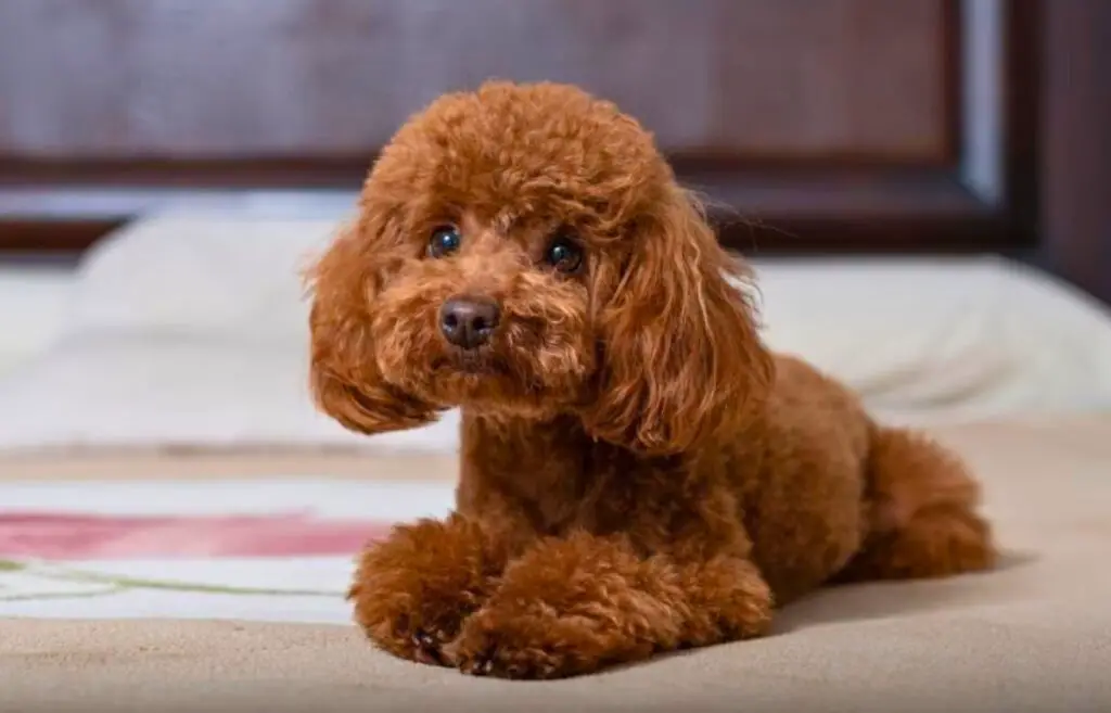 il cane rosso alleva i capelli corti
