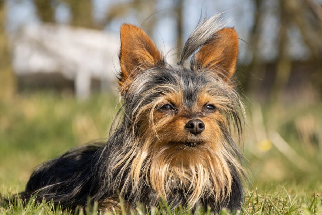 terrier a pelo lungo
