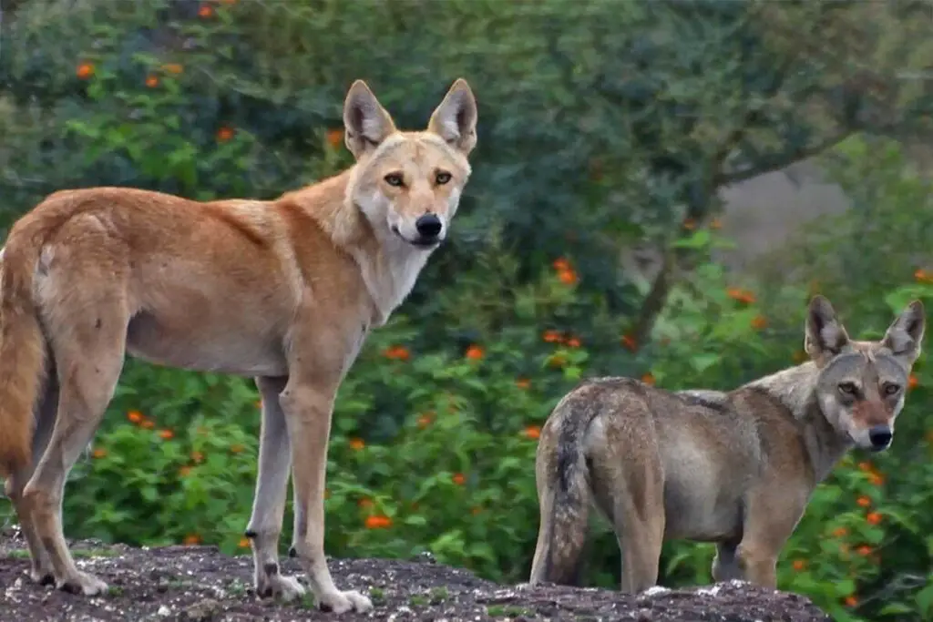 qual è la razza di cane più aggressiva?
