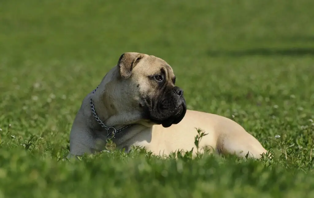 cane dall'aspetto cattivo
