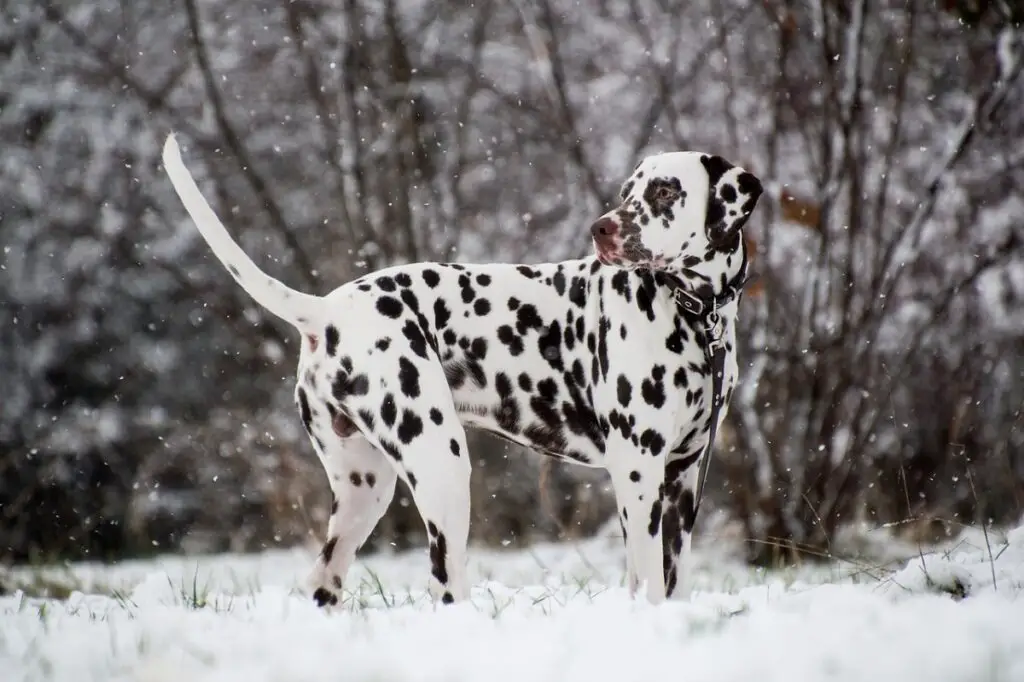 razze canine di taglia medio-grande
