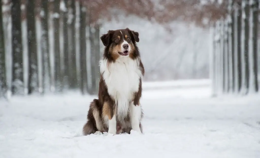 razze di cani di taglia media
