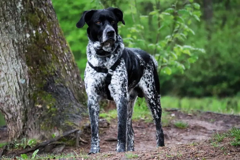 cane di taglia media a pelo corto
