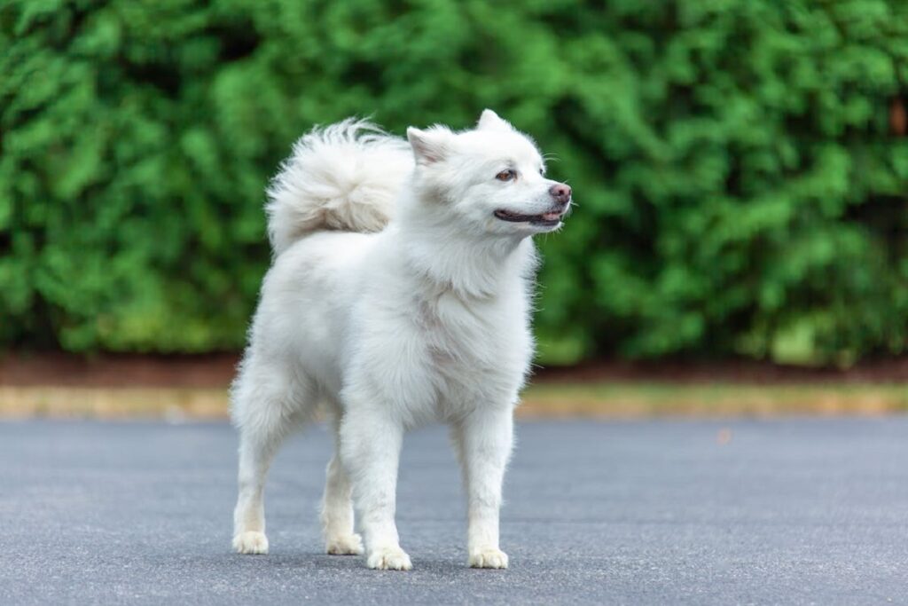 cani bianchi di media taglia
