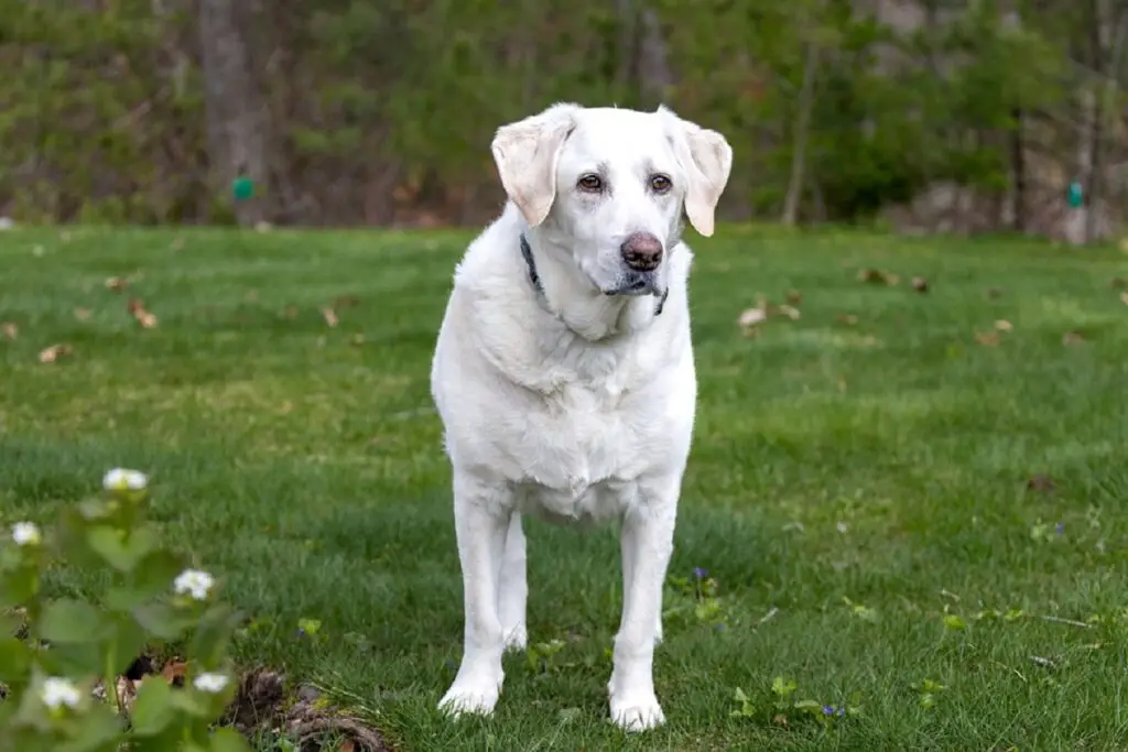 razze di cani di taglia medio-piccola
