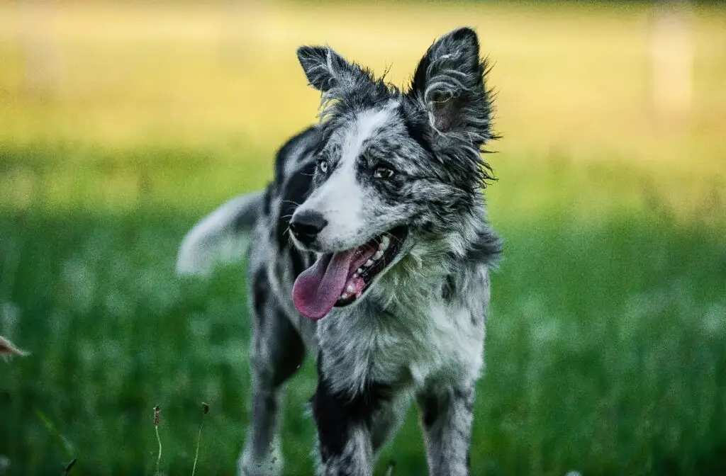 cane dal mantello merle