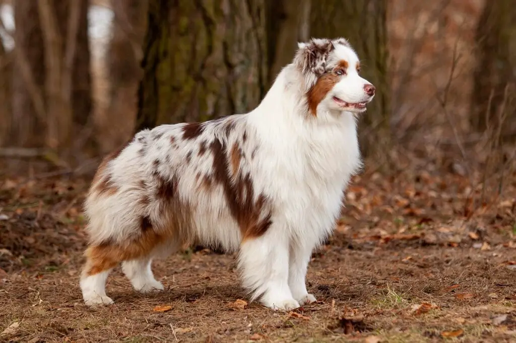 colore del cane merle
