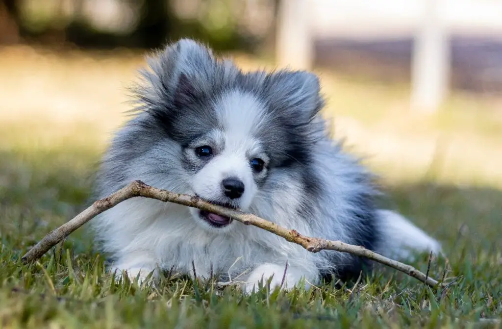 cucciolo di merle
