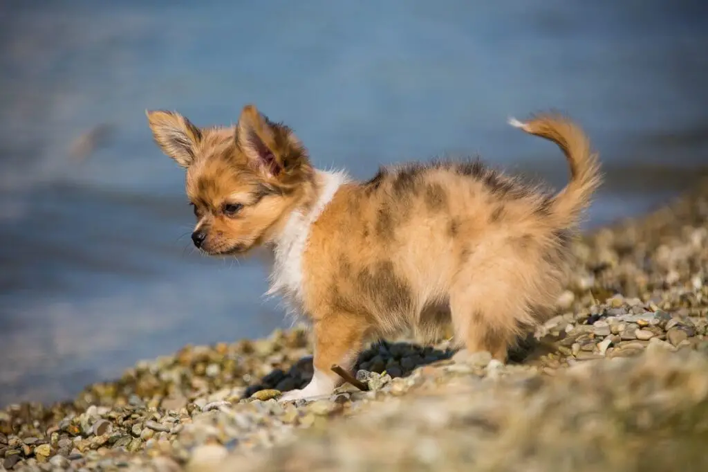 cuccioli merla
