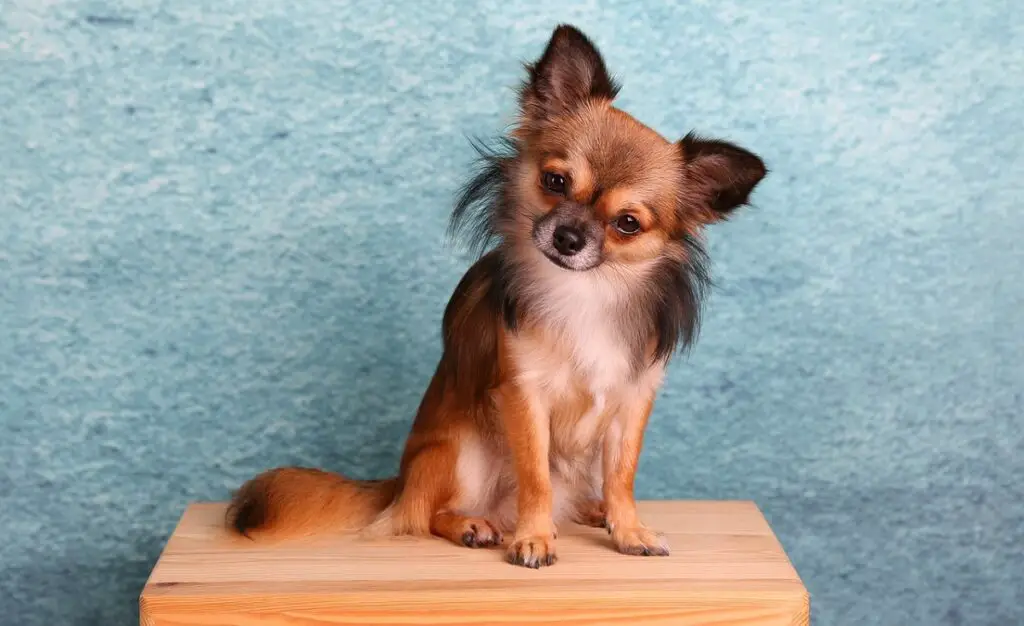 chihuahua messicano
