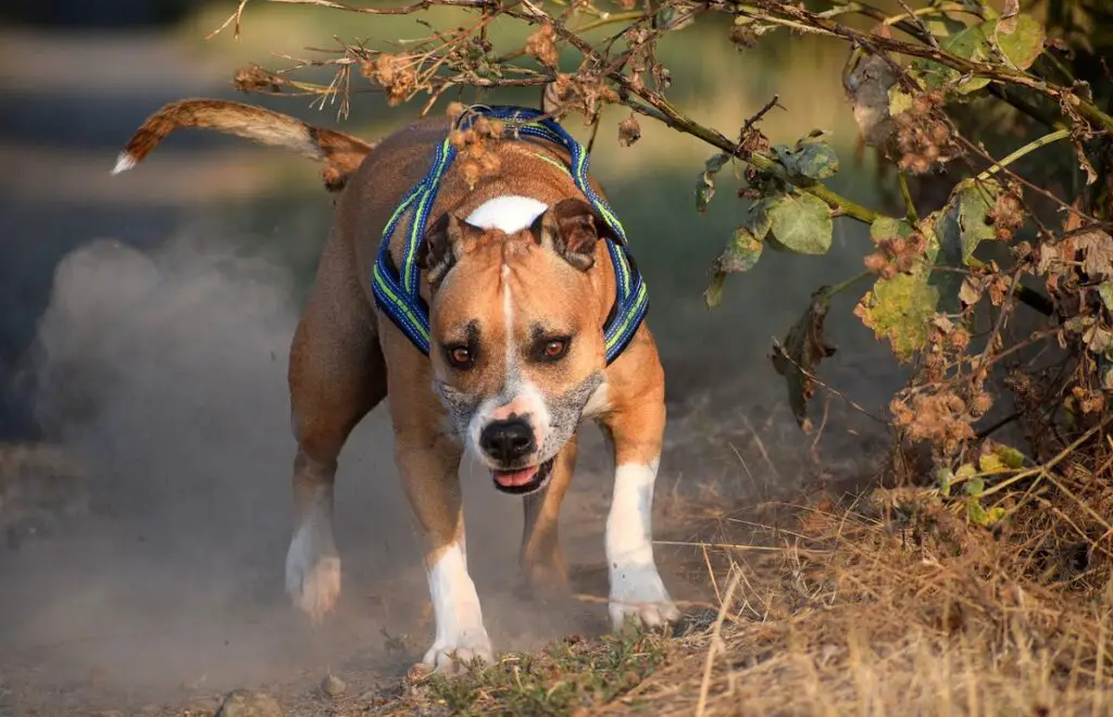 cani di taglia media
