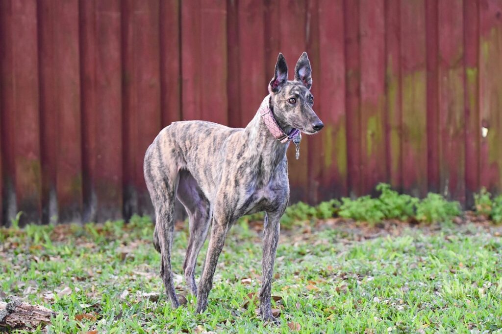 la razza canina più antica
