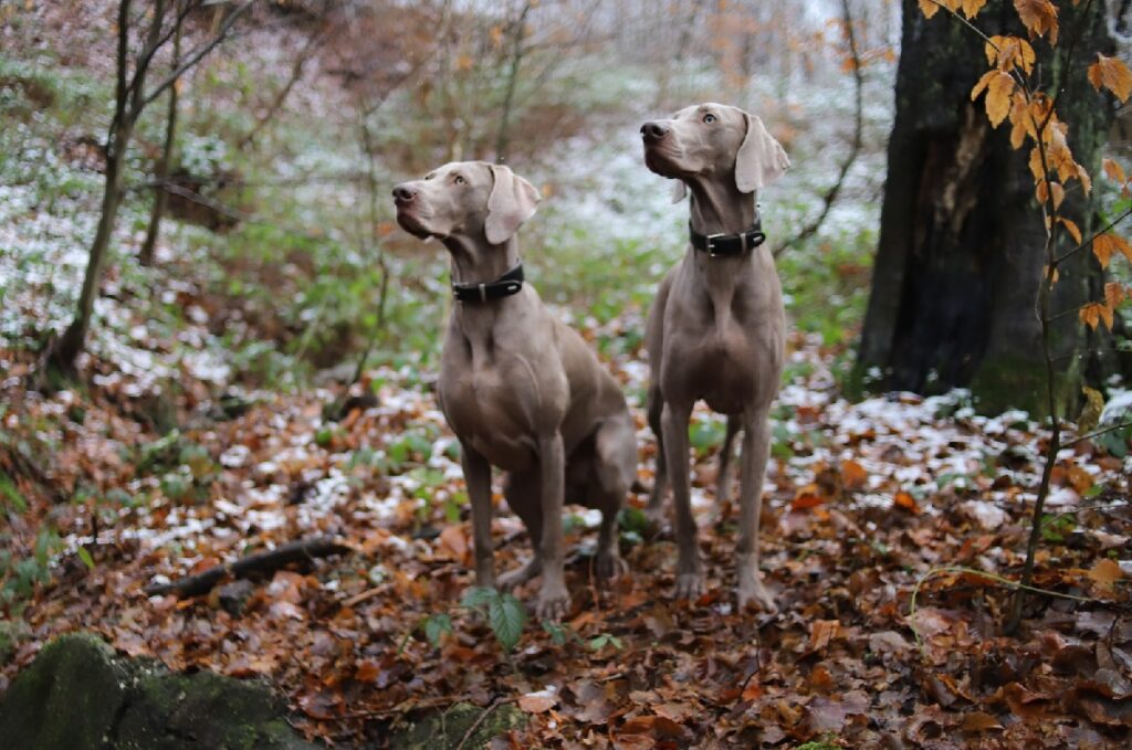 cane più bello del mondo
