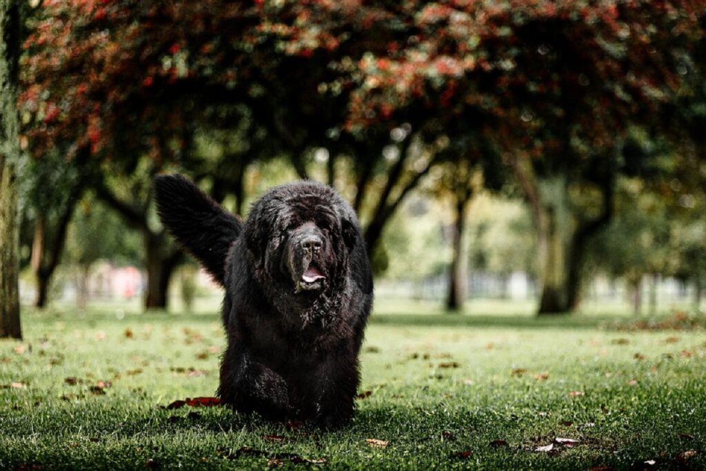 la maggior parte delle razze di cani rilassanti
