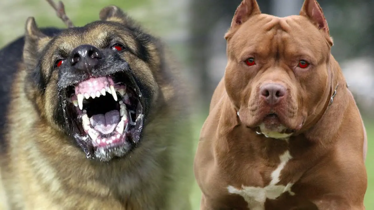 most dangerous dog breeds 1