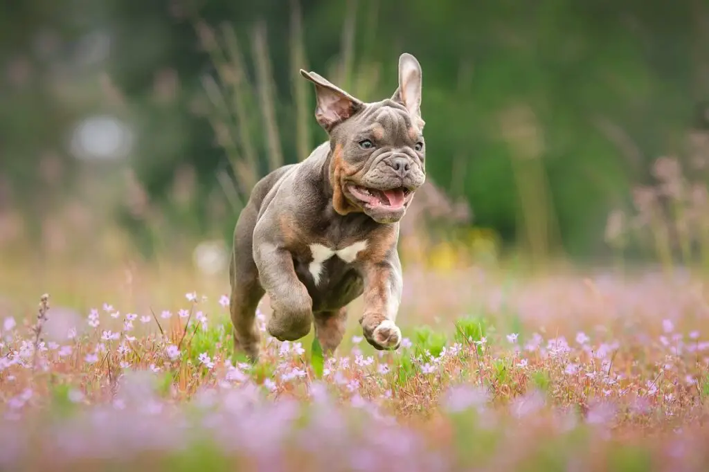 razze di cani più amichevoli
