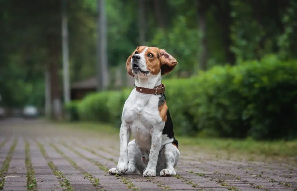 cani più amichevoli
