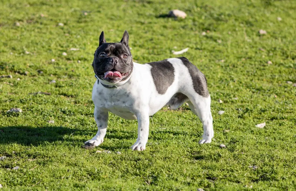 razze di cani più leali e protettive
