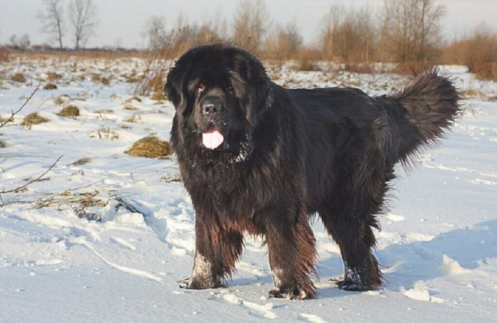 razza di cane più fedele
