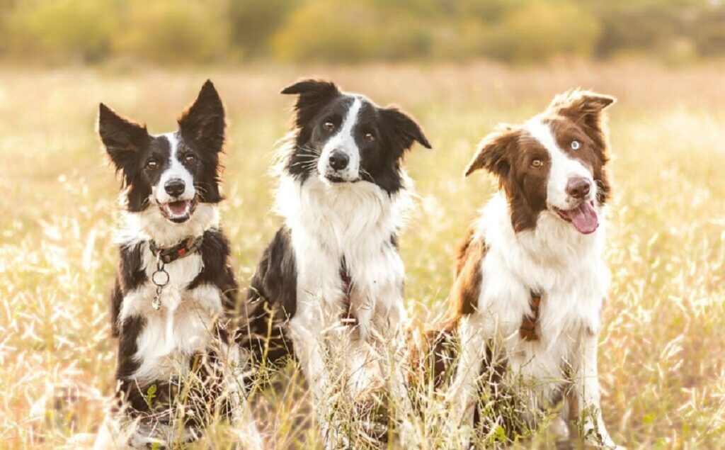 il cane più fedele del mondo
