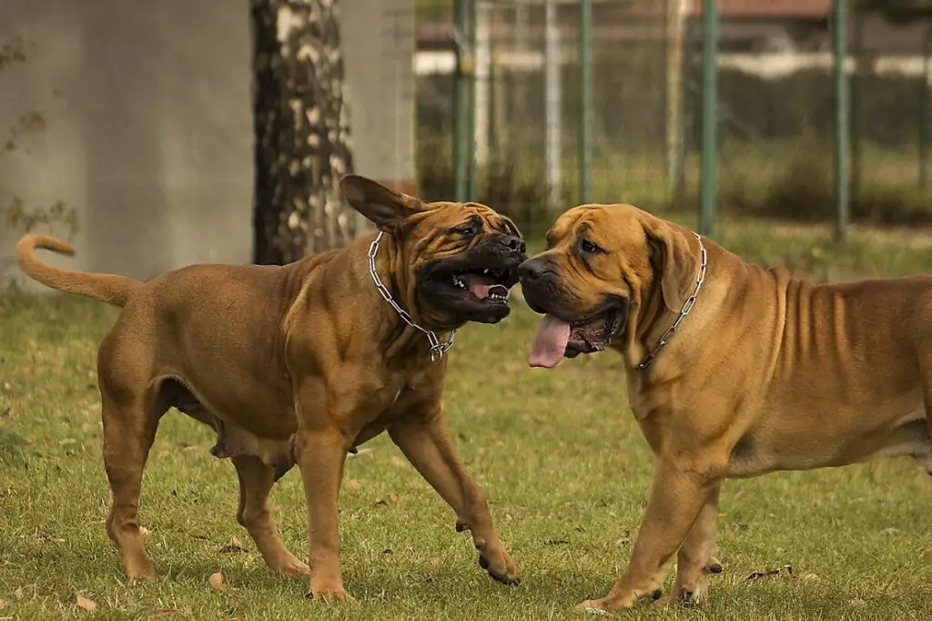 cani più pacifici
