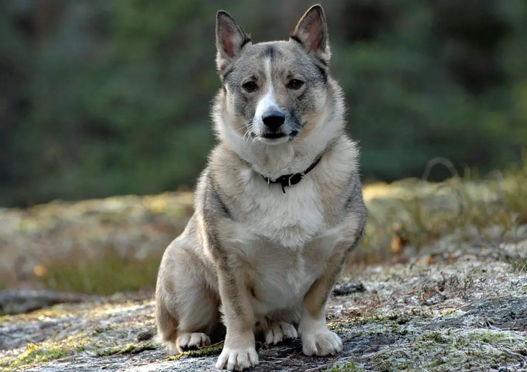 razze di cani più uniche
