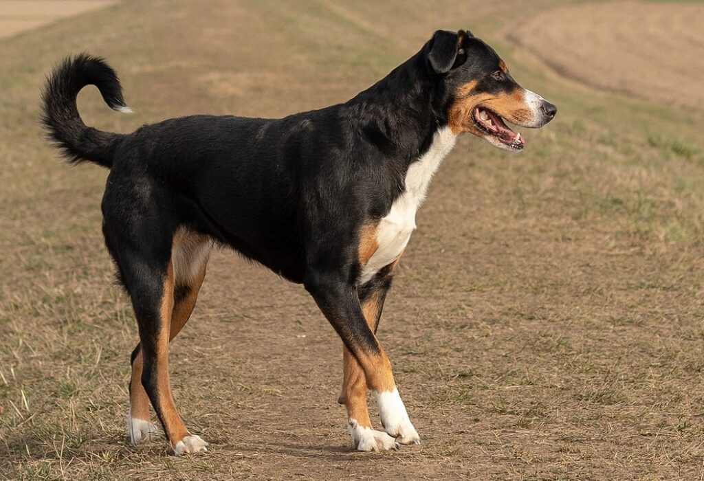 razze di cani da montagna
