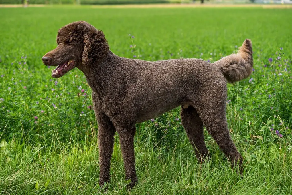 razze di cani più belle
