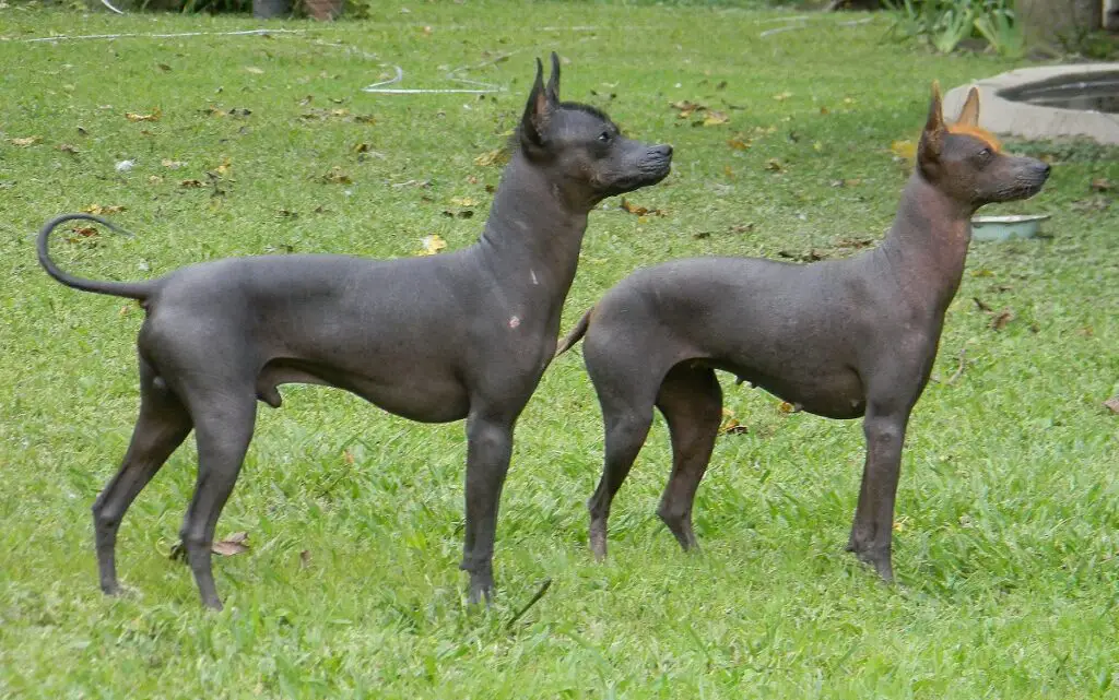 nessun pelo di cane
