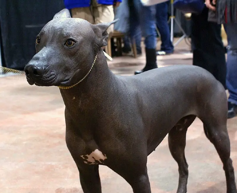 razze di cani che non perdono il pelo
