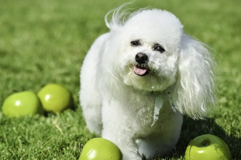 cani a spargimento minimo