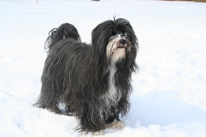 Terrier tibetano