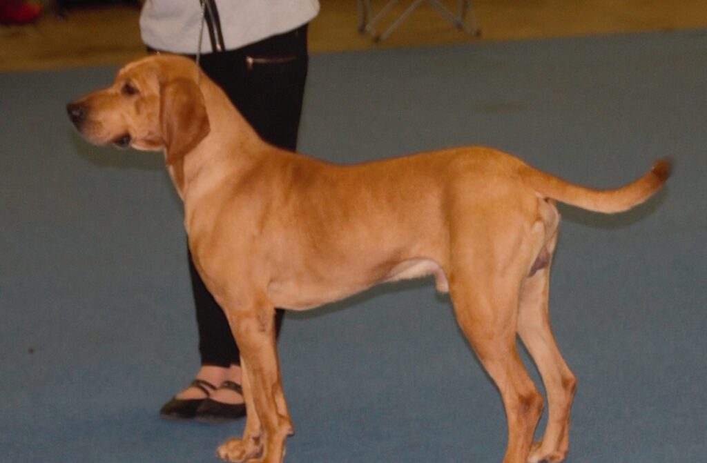 antiche razze di cani da caccia